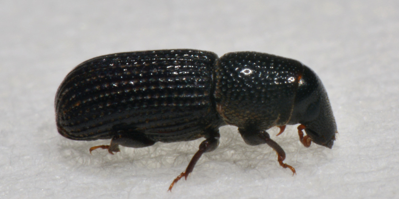 E questo, è un Porcatus? Si - Brachytemnus porcatus